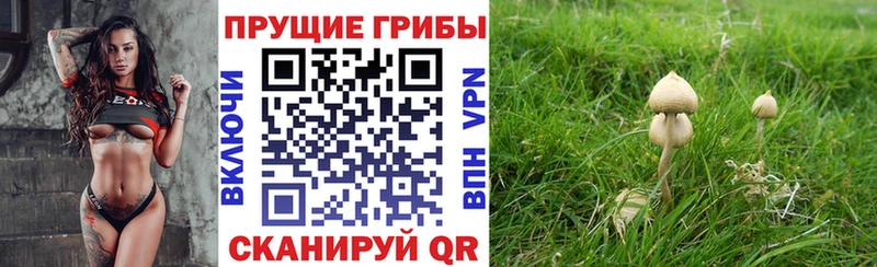 Галлюциногенные грибы Psilocybe  купить наркотик  Зубцов 